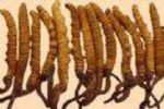 Cordyceps Sinensis P.E.